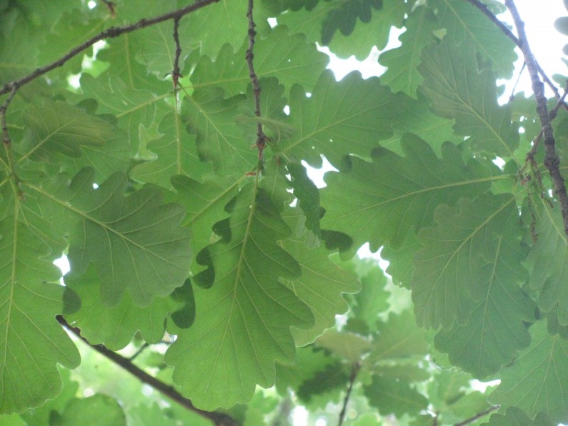 39 Z Quercus pubescens (2) foglia quercus pubescens