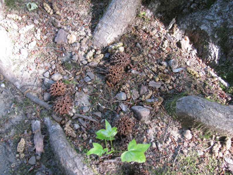 41 liquidambar (2) semi liquidambar