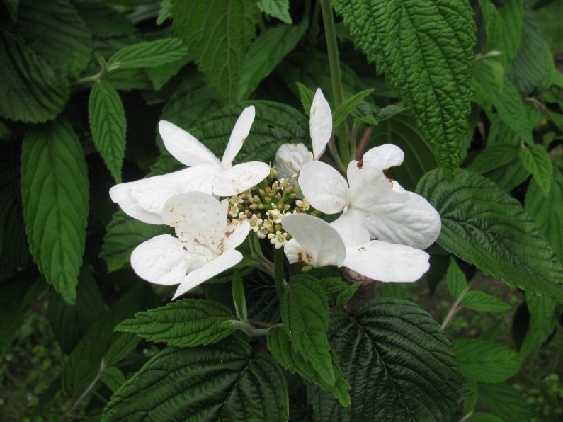 Particolare delle fogli e del fiore del viburno lantana (Fototeca ISAL, fotografia di Anna Zaffaroni)