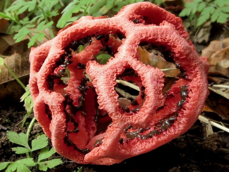Particolare del Fungo lanterna (o Cuore di strega) nel suo contesto vegetale (Fototeca ISAL)