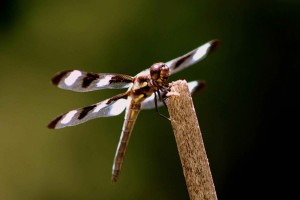 Particolare di una libellula fotografata nel suo ambiente naturale  