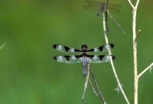 Particolare di una libellula fotografata nel suo ambiente naturale  