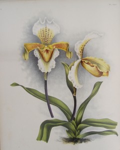 Lindenia. Iconografia des orchidèes