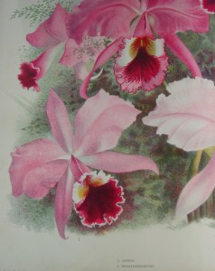 Lindenia. Iconografia des orchidèes
