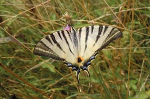 Fotografia della farfalla Cedronella - Iphiclides podalirius - presente all’interno del Bosco delle Querce e del Prato delle farfalle (Archivio del Bosco delle Querce, fotografia di Gianluca Ferretti).