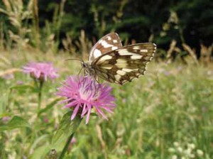 Photograph of the Galatea- Melanargia galathea - butterfly found in Bosco delle Querce and in the Prato delle farfalle (Bosco delle Querce Archives, photo by Gianluca Ferretti).