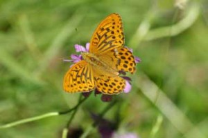 Photograph of the Pafia- Argynnis paphia- butterfly found in Bosco delle Querce and in the Prato delle farfalle (Bosco delle Querce Archives, photo by Gianluca Ferretti).