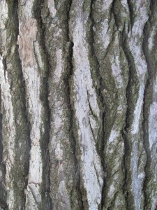 Detail of the bark and branches of the Atlas cedar (Cedrus Atlantica),  (ISAL Photo Archive, photograph by Anna Zafferoni)