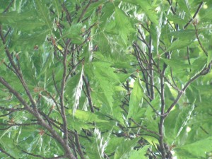 Detail of branches and leaves of the European Beech in the garden of the villa  (ISAL Photo Archive, photograph by Anna Zafferoni).  