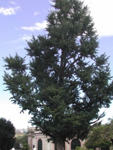 Quercus Pubescens, Roverella