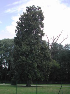 Magnolia (Magnoliagrandiflora)