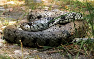 Fotografia del serpente Natrice dal collare presente in alcune limitate aree del Bosco delle Querce (Archivio del Bosco delle Querce, fotografia di (Oscar Donelli).